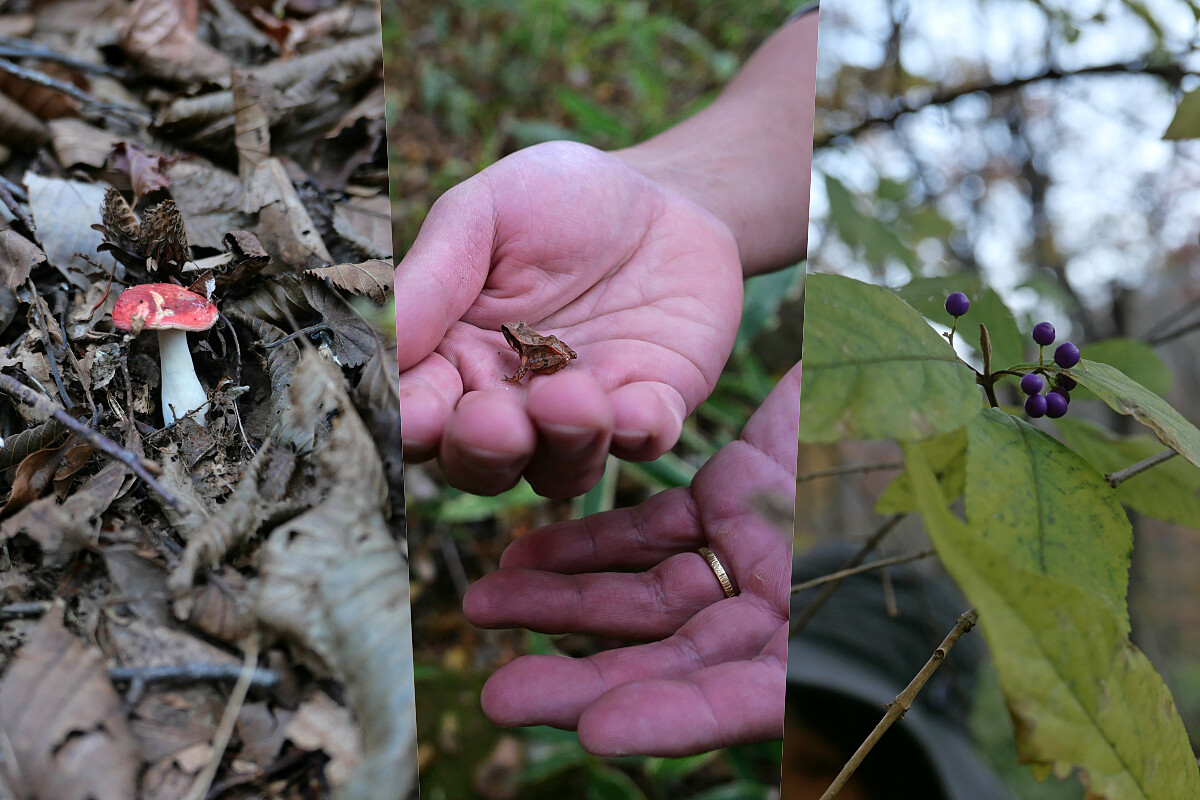 不只楓樹，還有許多值得觀賞的生物與植物。