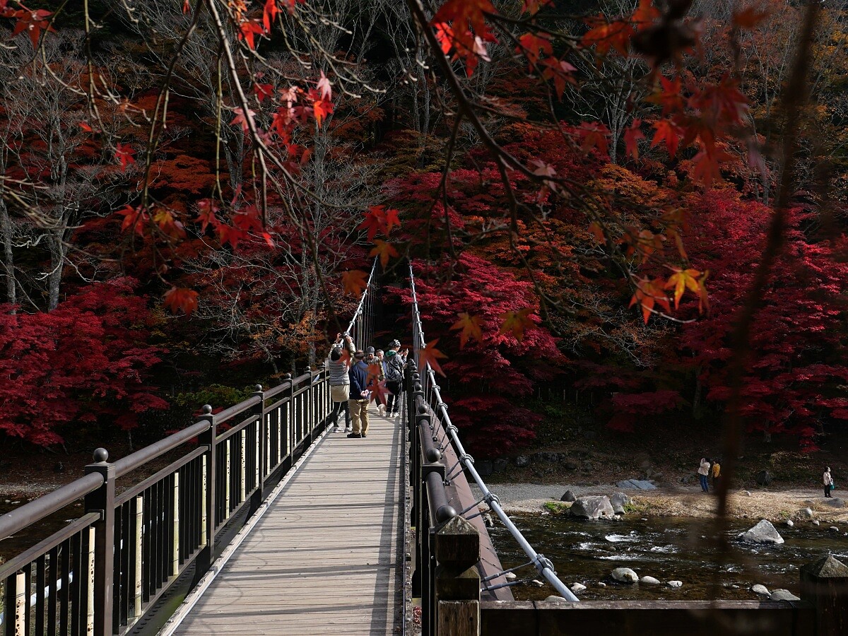 那須鹽原市的「紅色吊橋」是人氣賞楓地點。