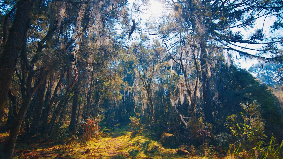 Photo / 塔羅耳語