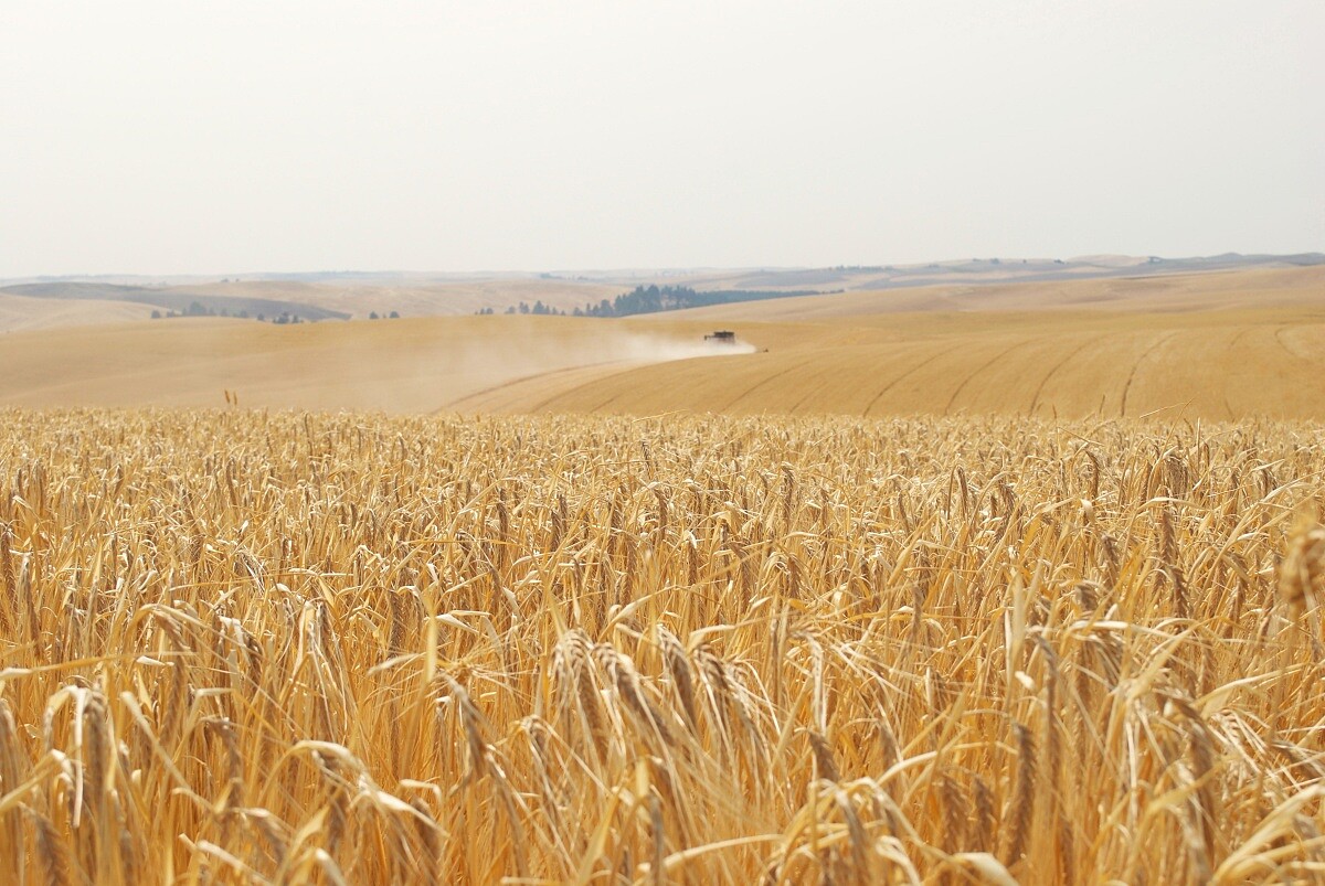 「美國」為五大威士忌的產區之一。