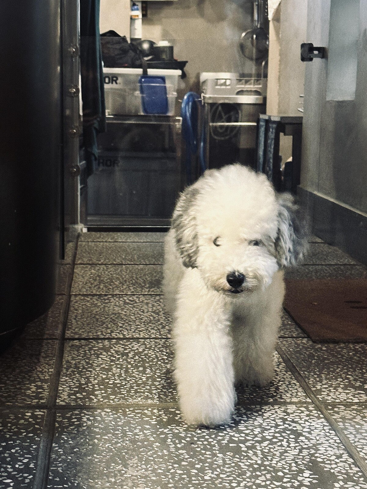 沒有客人能抵擋Konbob的可愛。