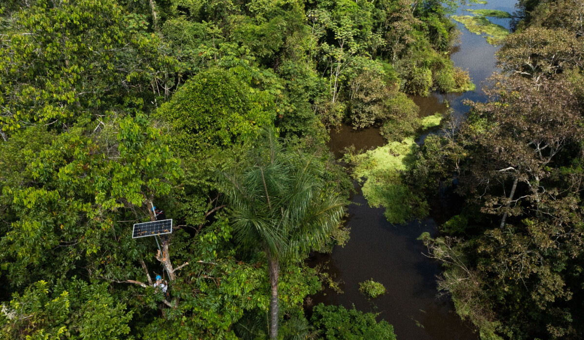「天道計劃」（Project Providence）攀登隊成員愛迪頓‧蘇沙．達．西爾維拉（Edielton Sousa da Silveira）與伊戈‧桑．麥斯基達（Igor Jean Mesquita）攀爬至樹上的一個節點。&copy;Rolex／Diego Bresani