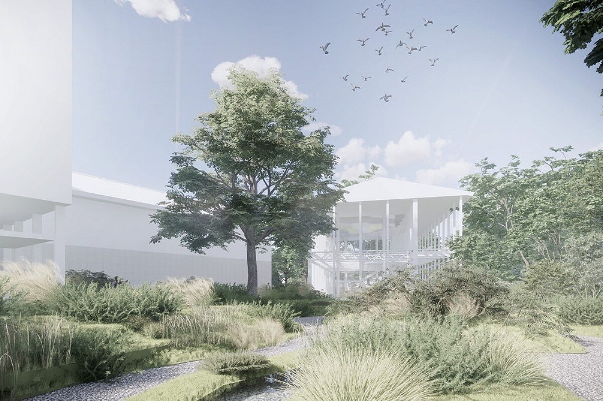 超過百年歷史的銀杏樹。