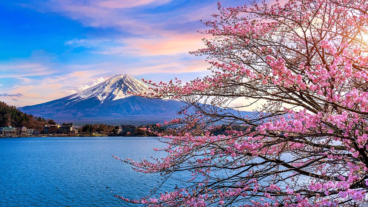 2025日本櫻花開了！各地賞櫻花預測時間表，東京3/24綻放粉色花海