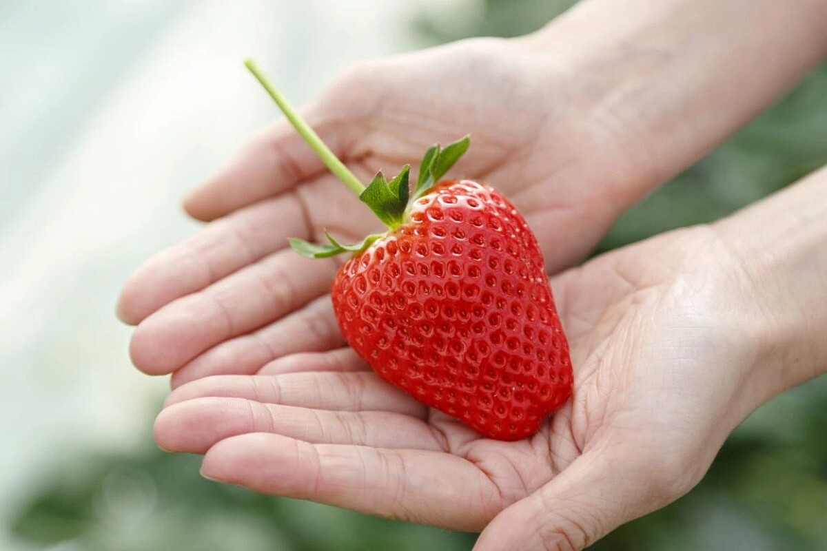 愛心形狀的「栃愛草莓」。