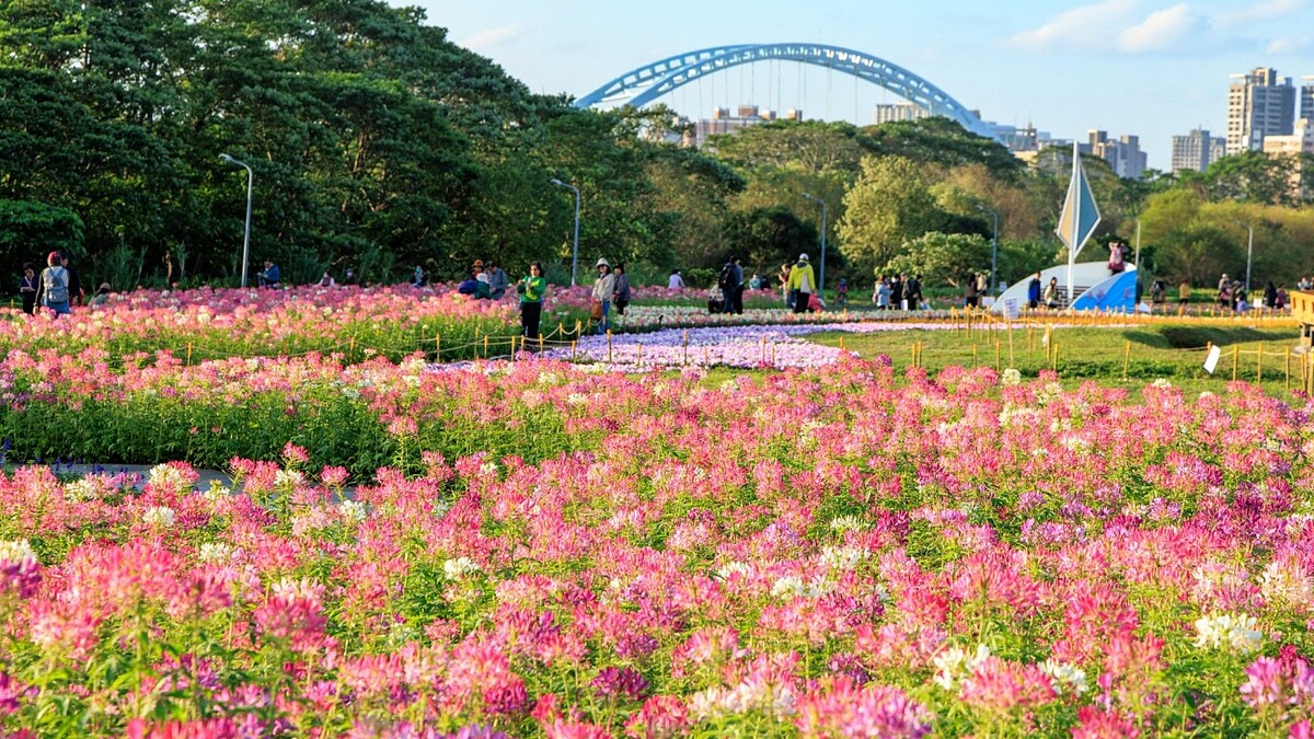 超夢幻「仙氣花海」只到2月底!數十萬盆花草交織粉色浪漫畫面,捷運走10分鐘就能到