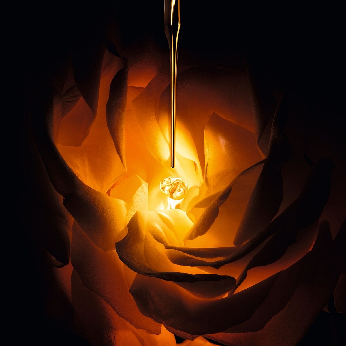 Dior迪奧岡維拉玫瑰仿生玫瑰外泌體。