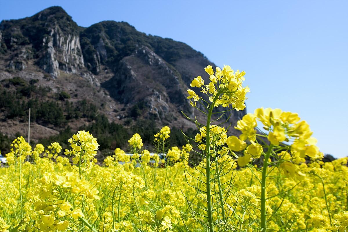 Photo/翻攝自Naver Map