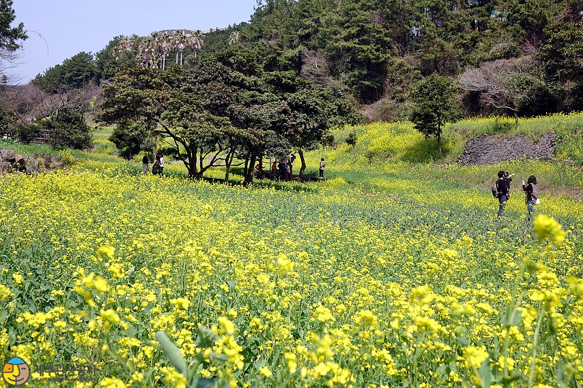 Photo/Visit Jeju官網。