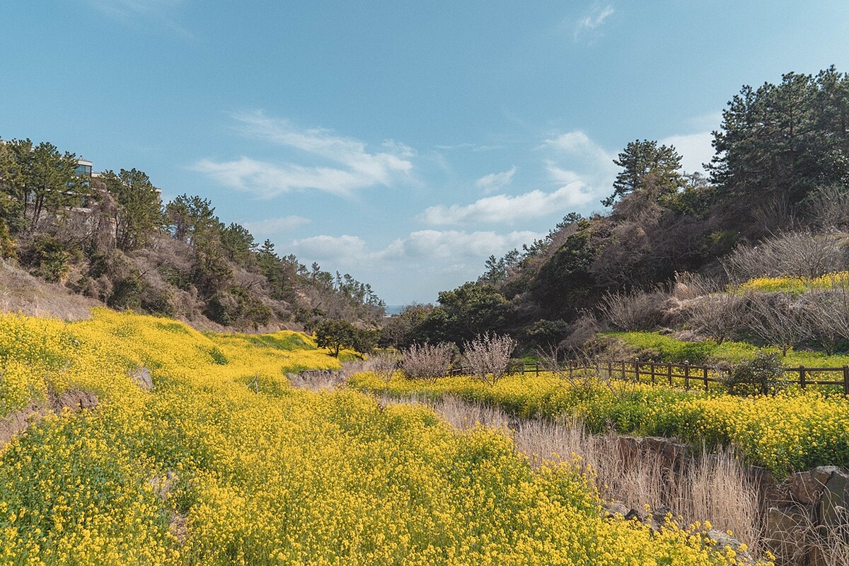 Photo/Visit Jeju官網。