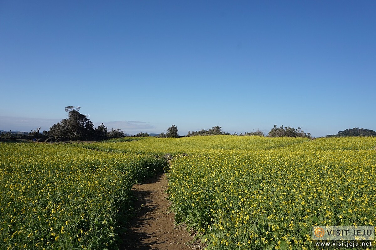 Photo/Visit Jeju官網。
