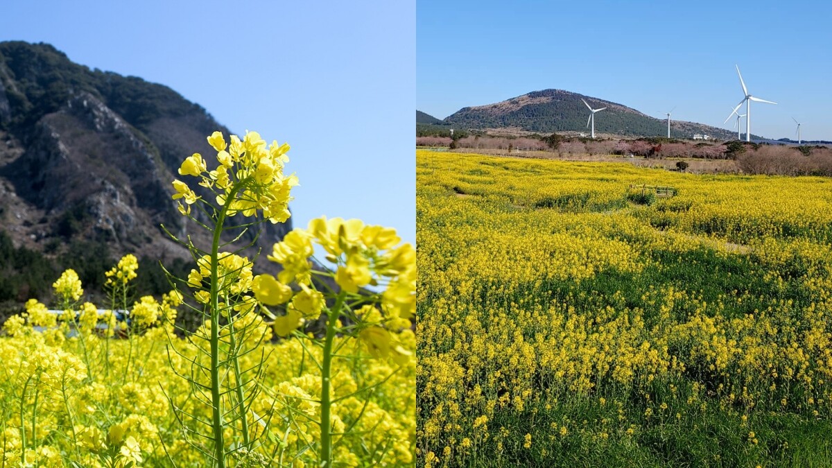 【Julia韓國觀察筆記】春天就是要去濟州島賞油菜花！10大必去油菜花景點推薦