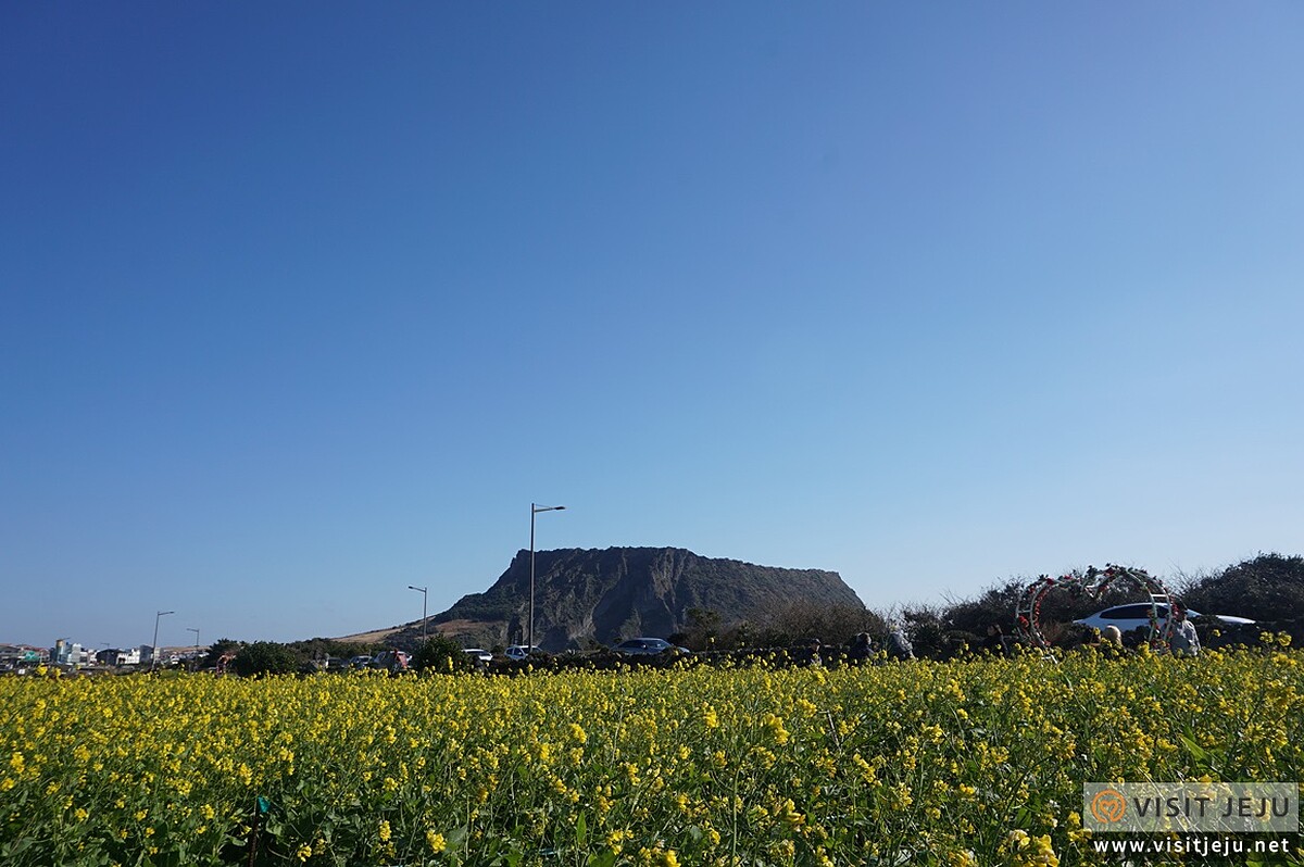 Photo/Visit Jeju官網。