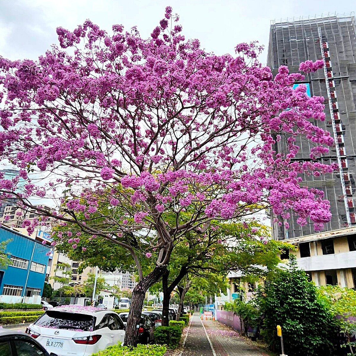 台中洋紅風鈴木正盛開