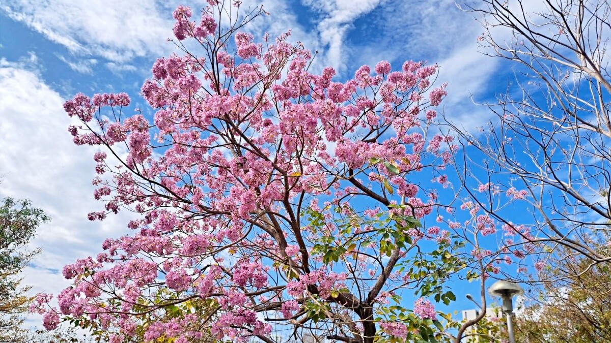 台中洋紅風鈴木賞花地圖