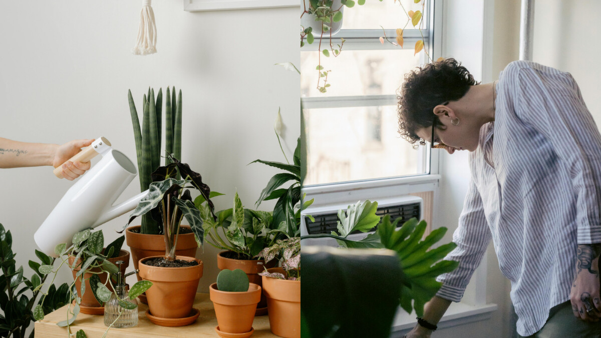 Photo/pexels.com
