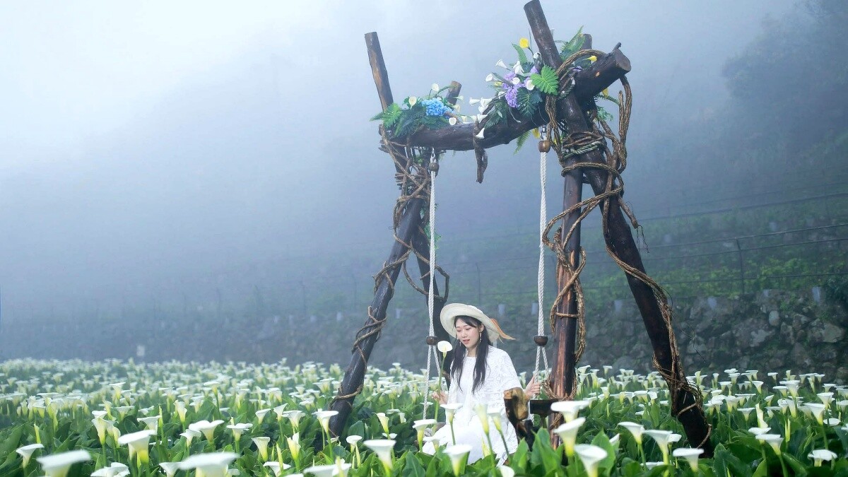 2025陽明山海芋季起跑