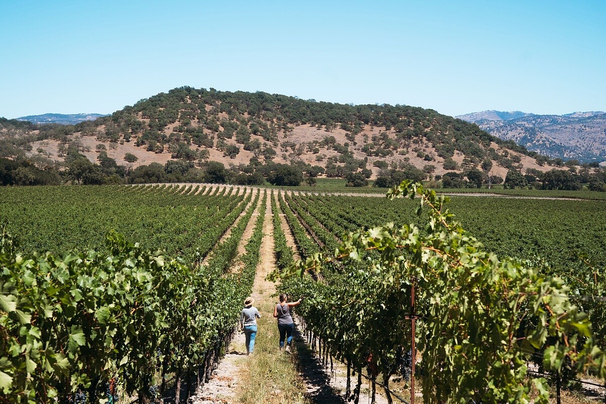 納帕（Napa）以其卓越的葡萄酒享譽全球。