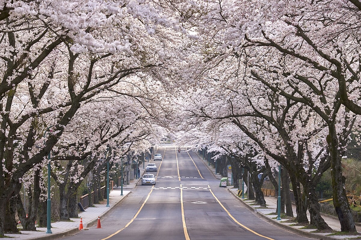 Photo/Visit Jeju官網。