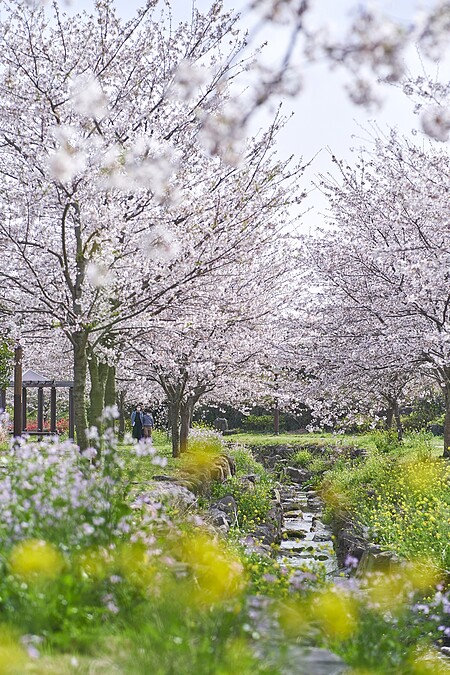 Photo/Visit Jeju官網。