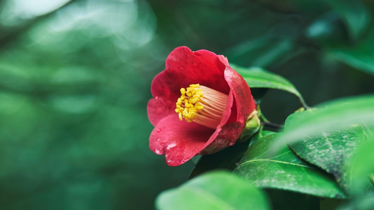 位於日本五島列島的紅色山茶花