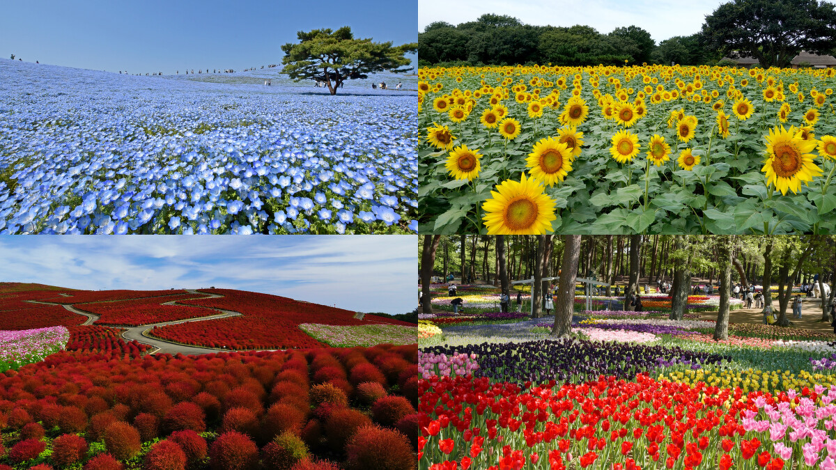 國營常陸海濱公園四季花卉之美