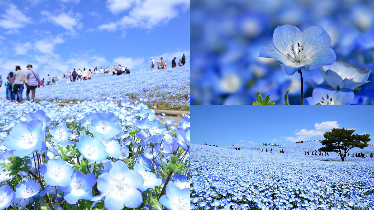 530萬株夢幻藍色花海！日本常陸海濱公園粉蝶花期攻略：交通、門票一次掌握
