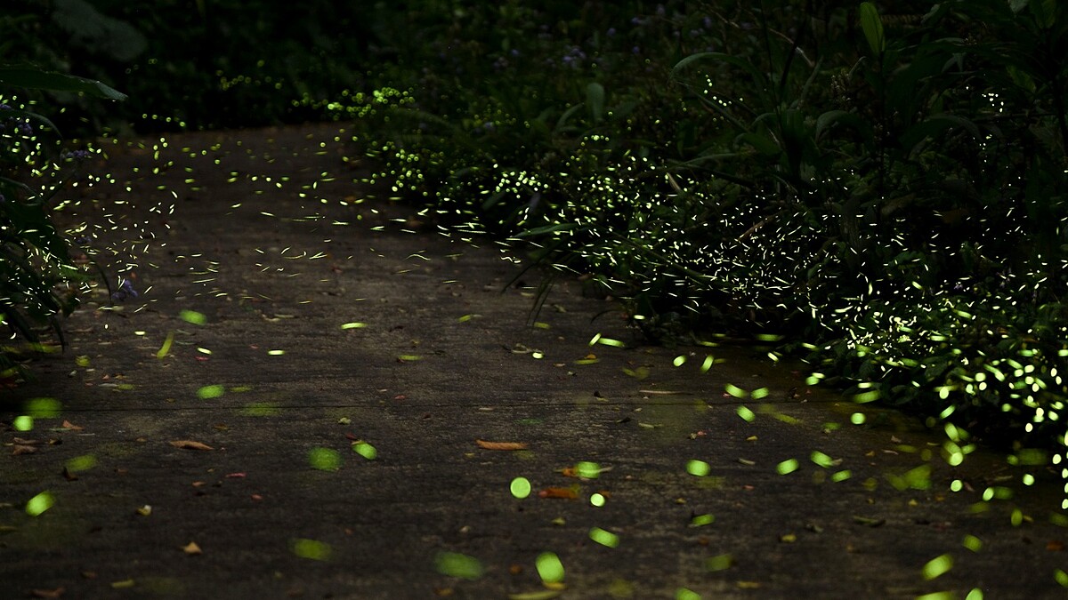 台北賞螢火蟲秘境！2025動物園「螢光體驗營」限定7梯次，搭捷運就能抵達