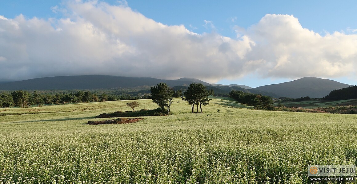 Photo/Visit Jeju官網。