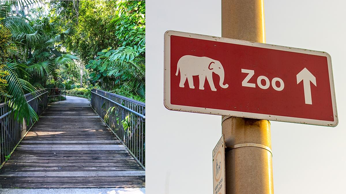 心理測驗｜進入小動物山間，測測自己在敏感與理智間要注意什麼？