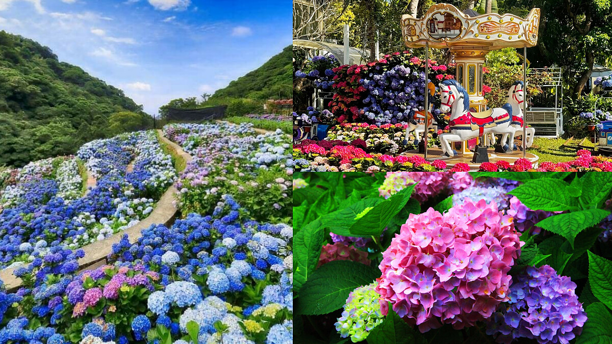 2025繡球花季開跑！全台8大夢幻藍紫花海盤點，走進初夏的唯美仙境