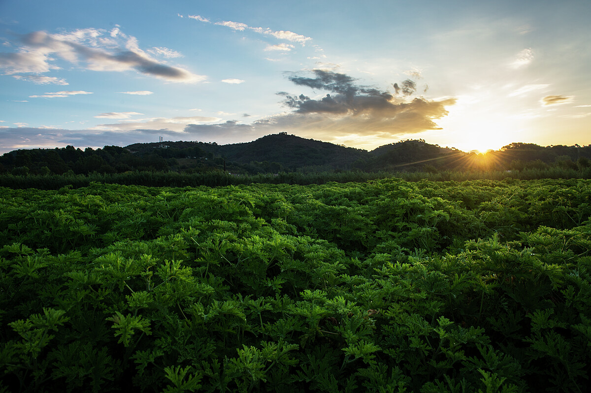 位於格拉斯的專屬花田