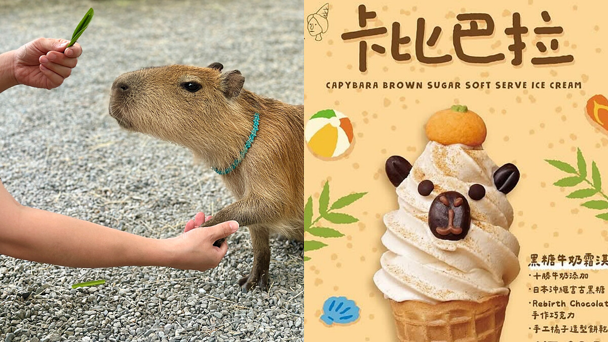 宜蘭斑比山丘變身「水豚樂園」！呆萌握手、免費入園及限定周邊5種新玩法一次看