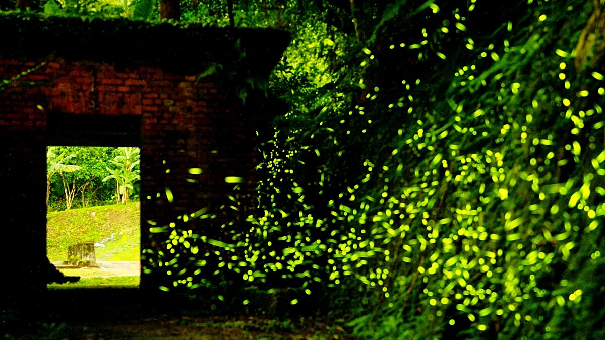 平溪線菁桐車站螢火蟲