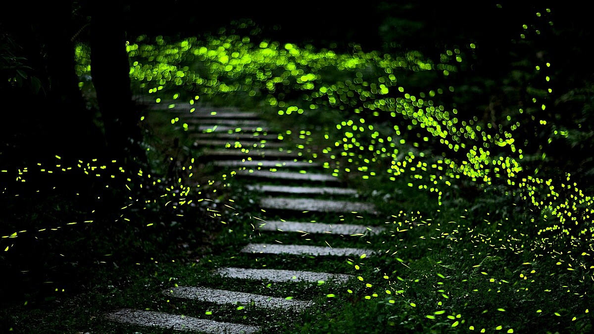 和美山步道化身為螢光走廊