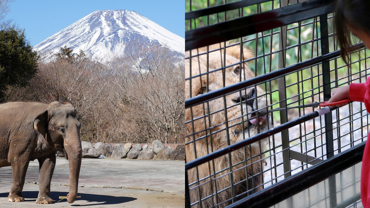 Photo/FB@富士サファリパーク