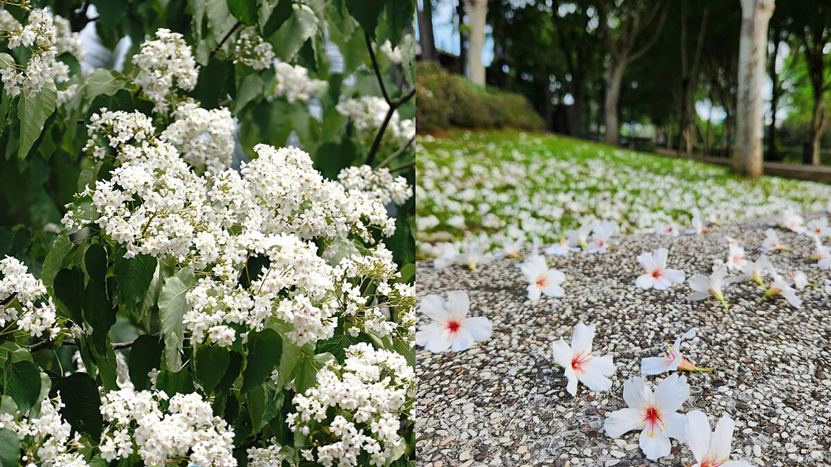 桃園下起「五月雪」！10大油桐花秘境公開，桐花祭親子活動懶人包