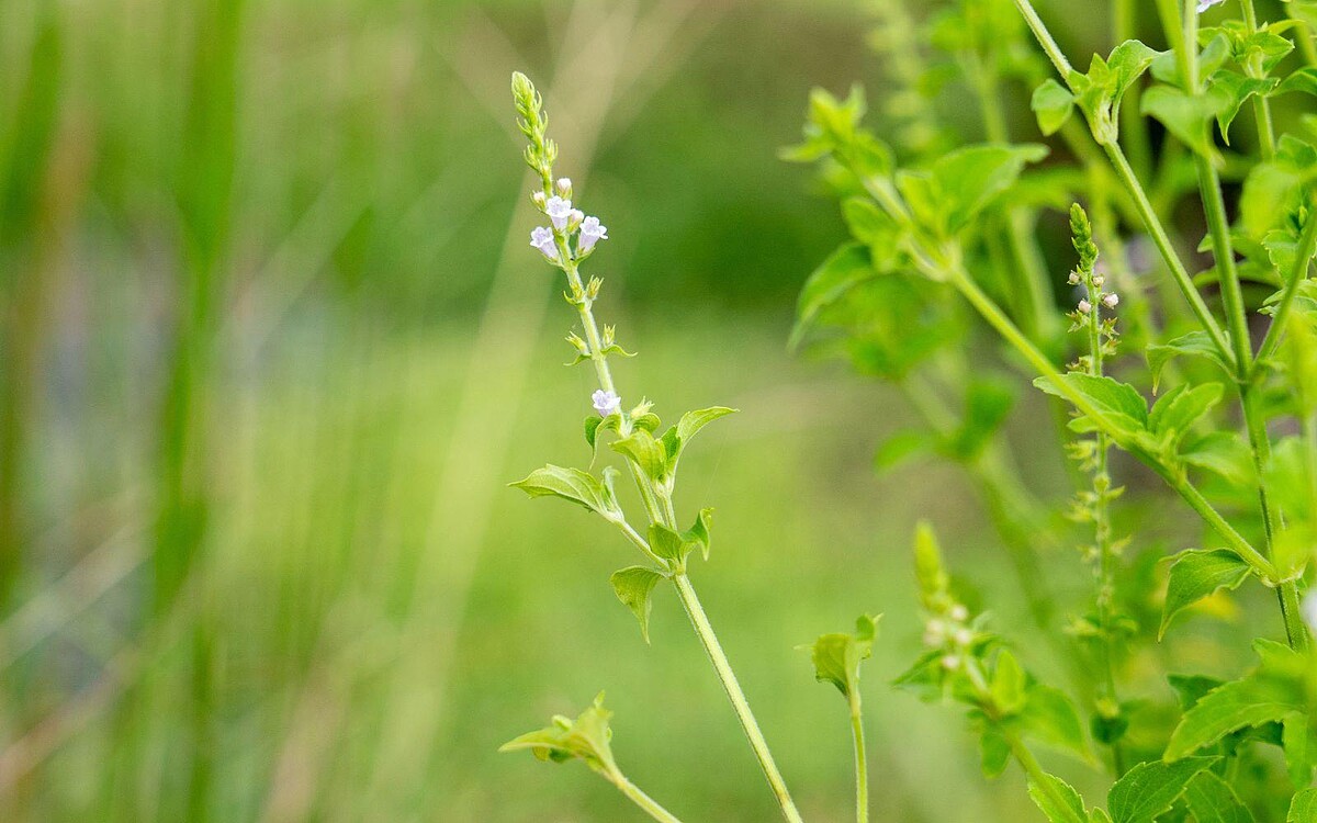 犬香薷花朵盛開模樣，清新柔美的沉香醇，使其被譽為台灣薰衣草。