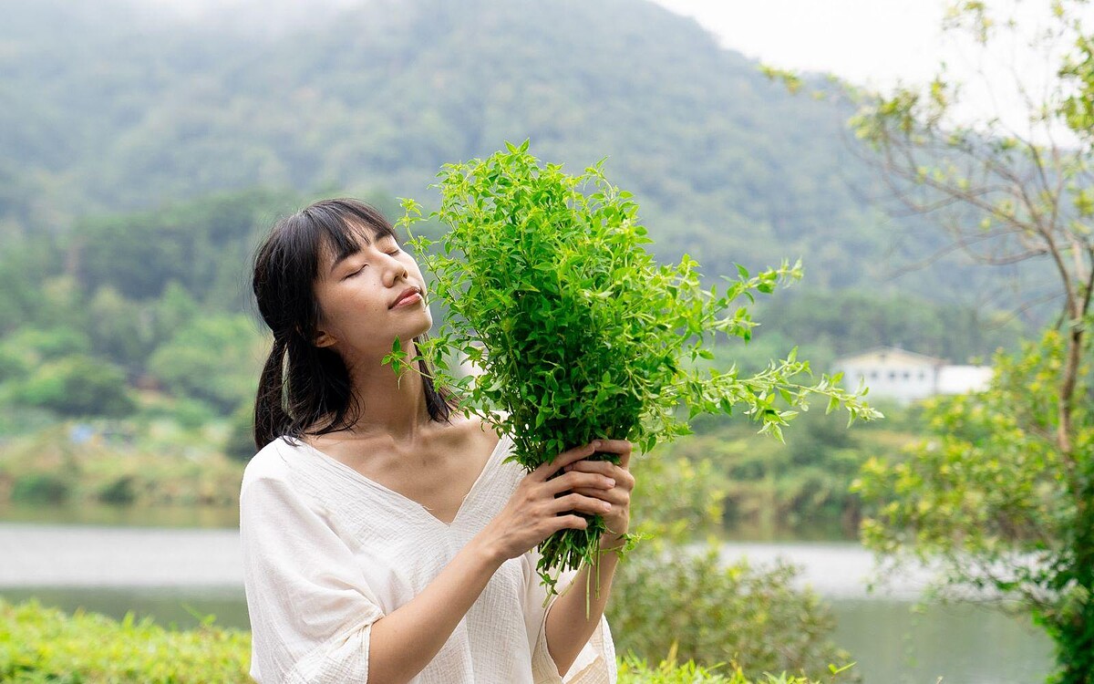 肯園發現犬香薷芳療應用多元，將成為台灣本土療癒香氣代表。