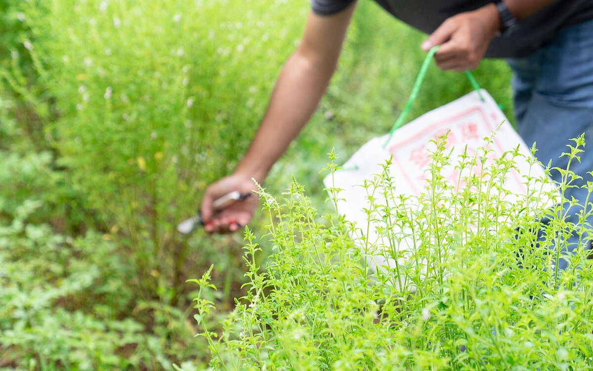 新鮮的犬香薷採集實況，經手搓揉就能聞到薰衣草及龍眼香。