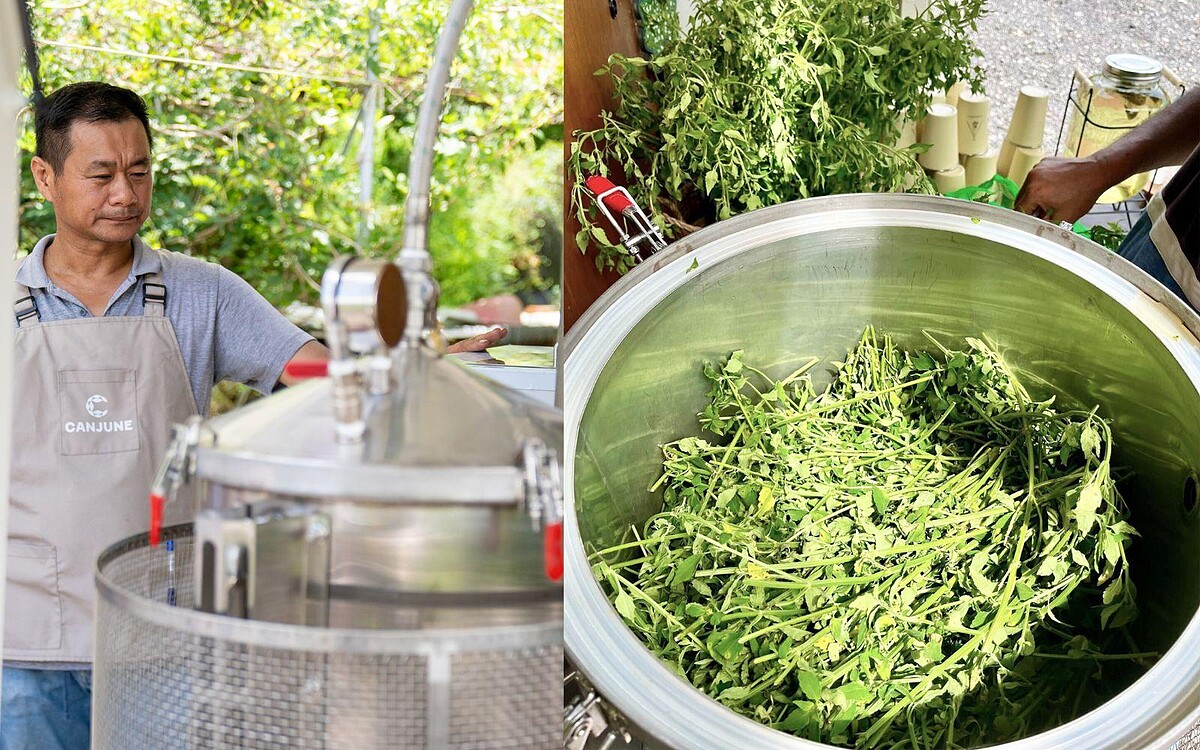 肯園工作人員蒸餾犬香薷示意照，讓民眾可以近距離觀看蒸餾。