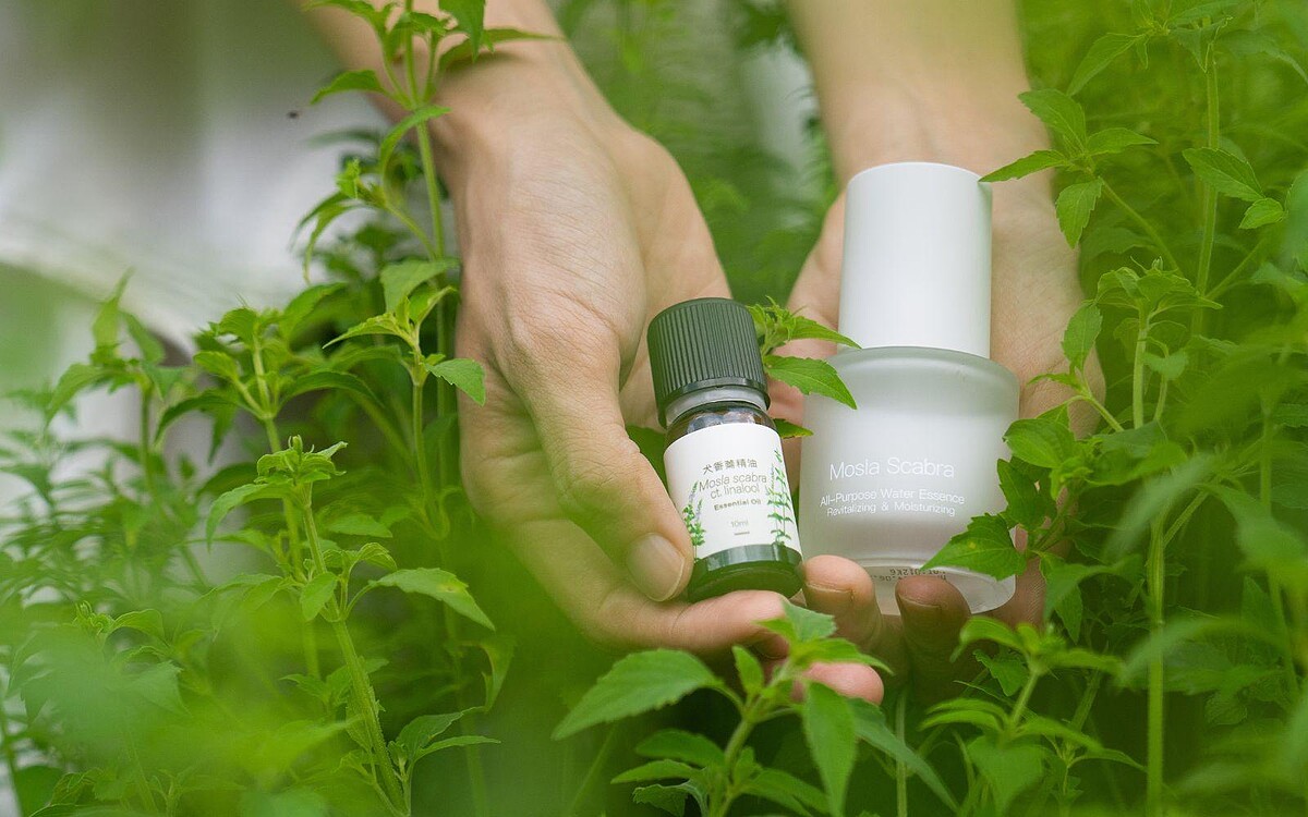 肯園2024年推出犬香薷純精油及精華液商品，開啟更多人認識犬香薷原始植萃魅力。