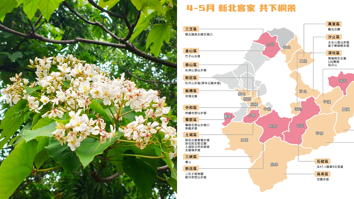 新北市「五月雪」大爆發！34處油桐花秘境地圖首度公開、賞花攻略快筆記