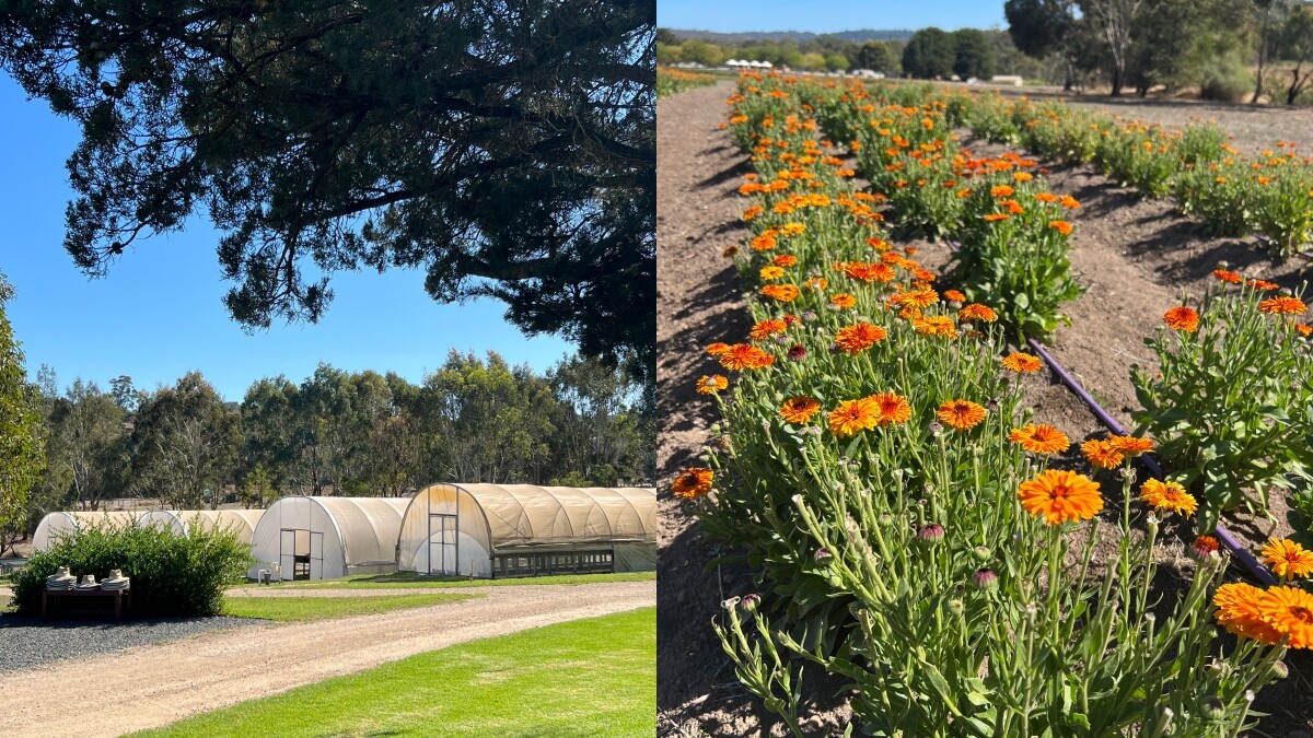 Jurlique農場與金盞花田。