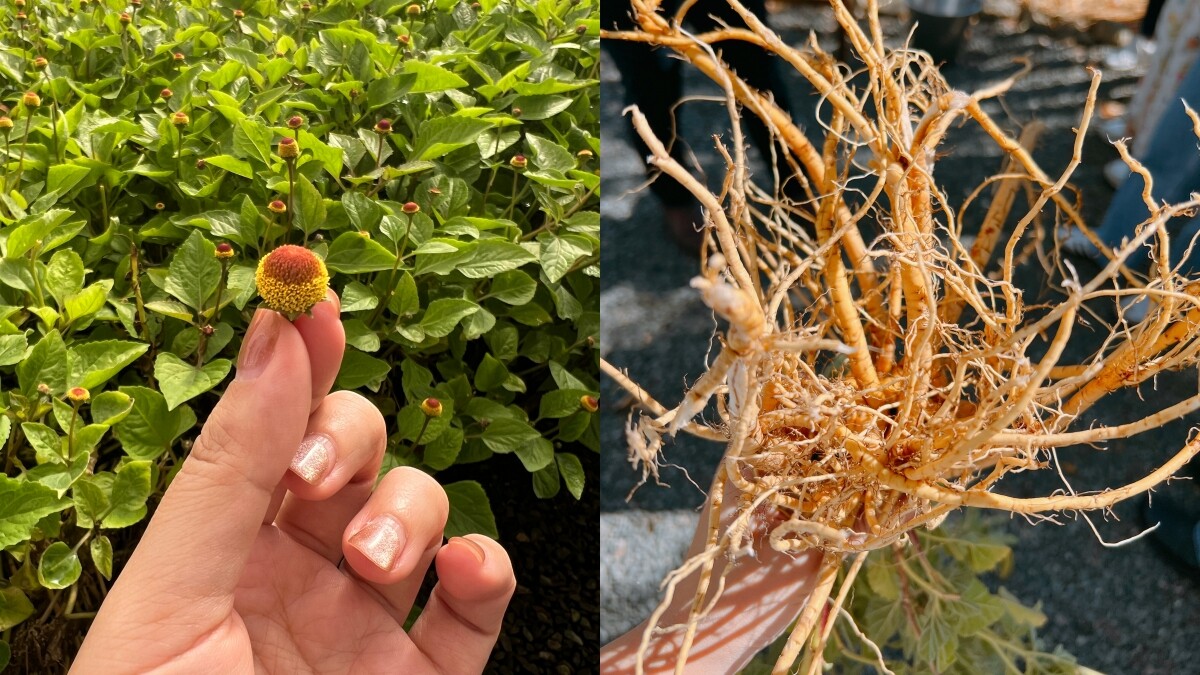 (左)金鈕釦花、(右)藥蜀葵的根。