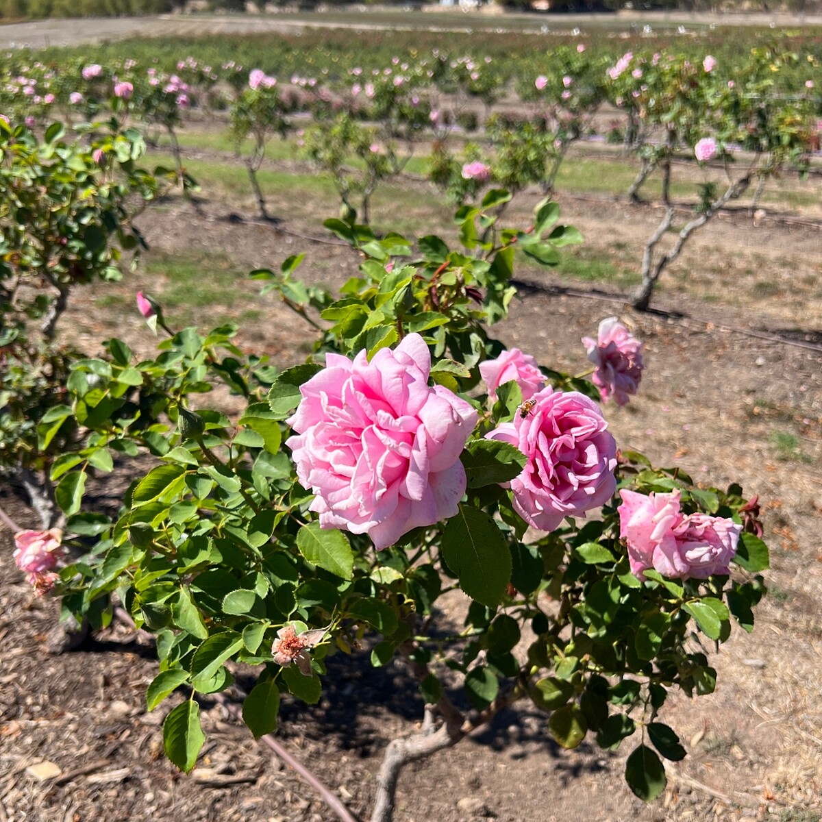  Jurlique Rose。