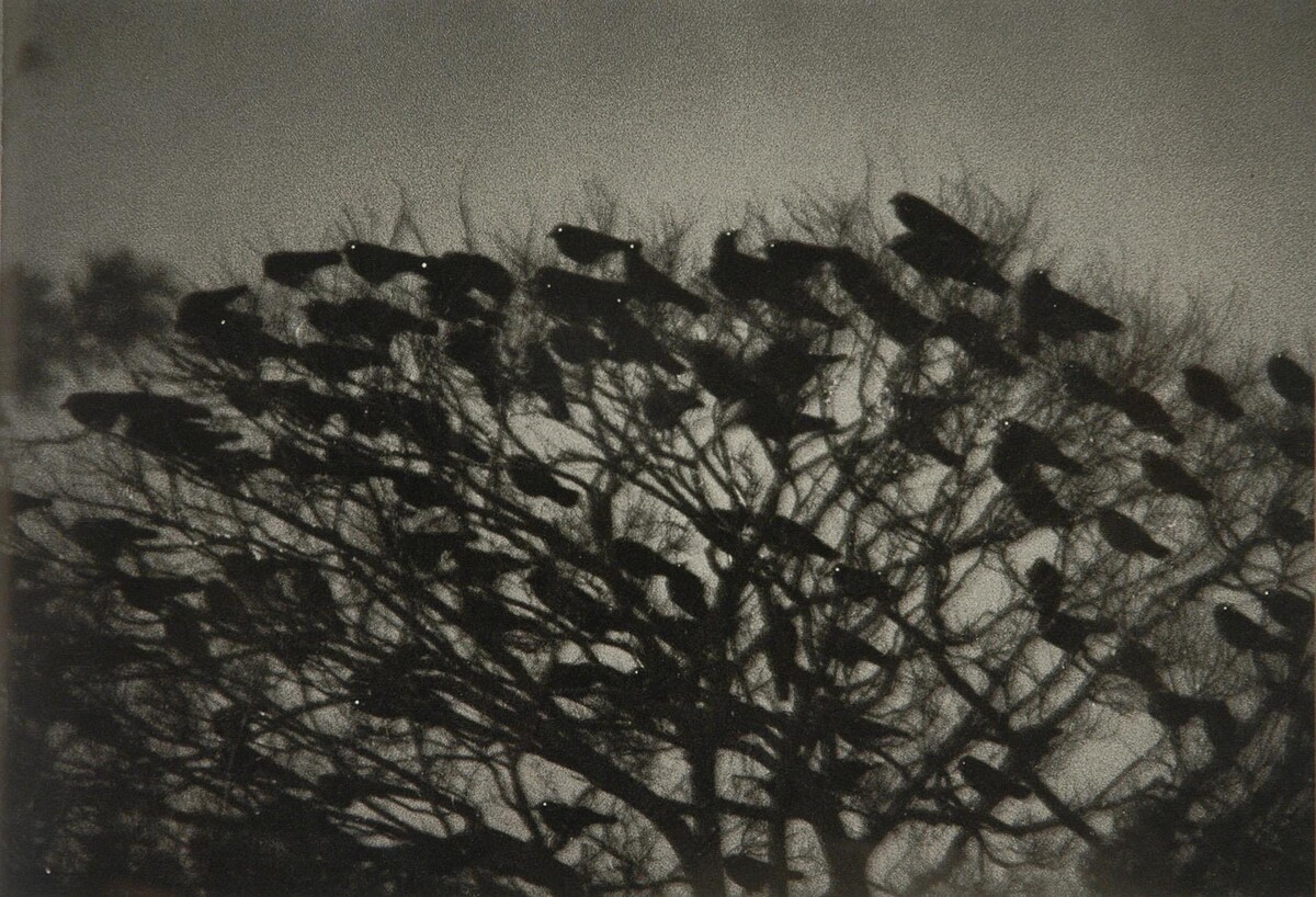 鴉 - 深瀨昌久 日本攝影大師原作展作品，市集亦有攝影集可收藏。