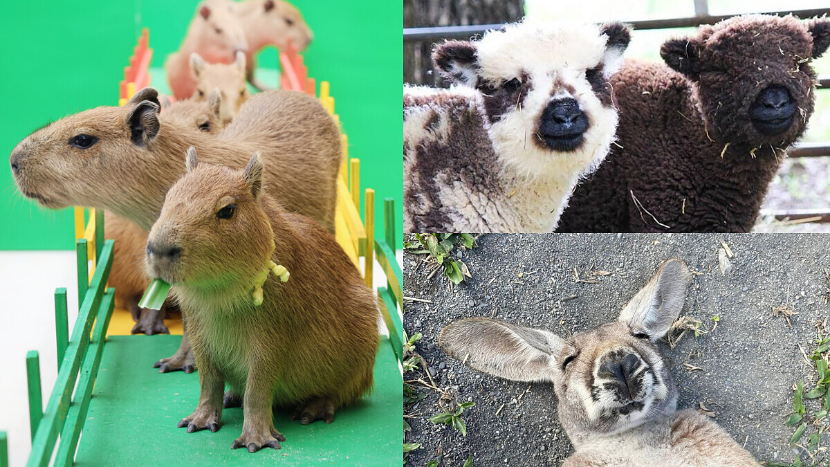 親子出遊首選！全台6間人氣動物農場推薦：餵食互動、特色體驗一次滿足