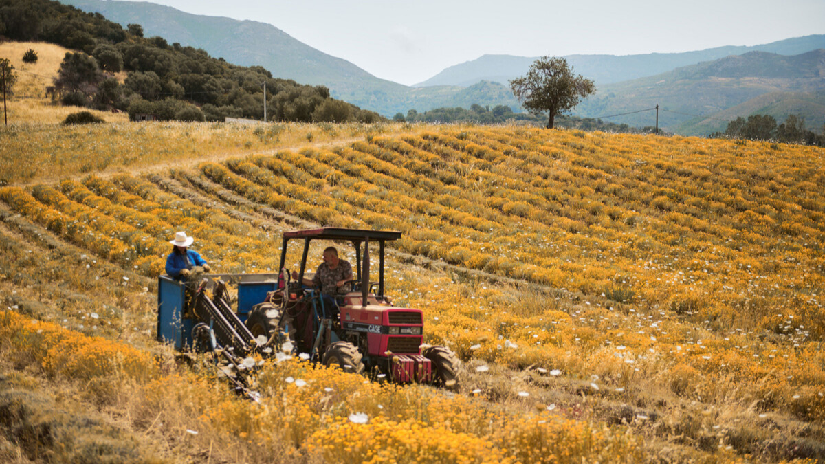 L'OCCITANE 大規模永續野生蠟菊栽種計畫