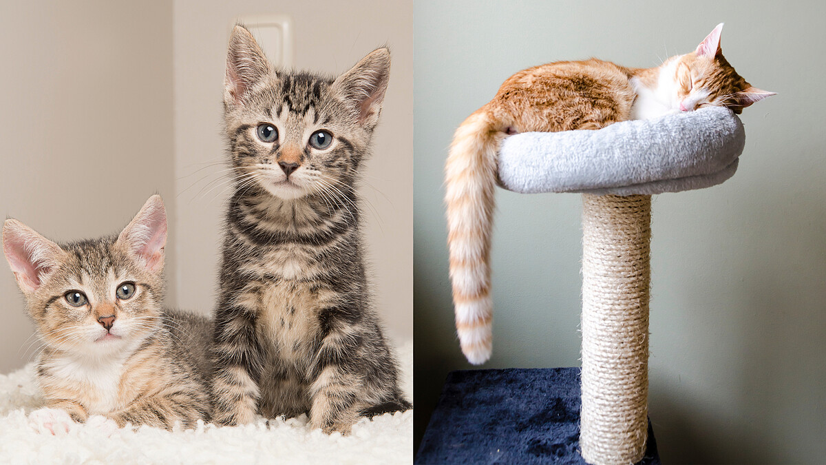 【毛孩研究室】教你第一次養貓就上手！10個必知貓咪飲食、環境、互動全攻略